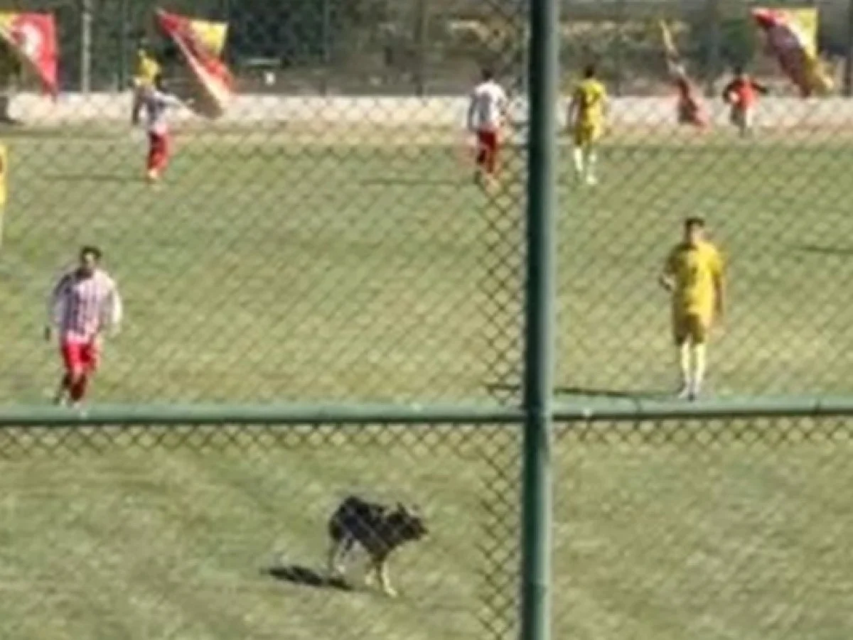 Isparta'da amatör maçta sahaya köpek girince oyun durdu