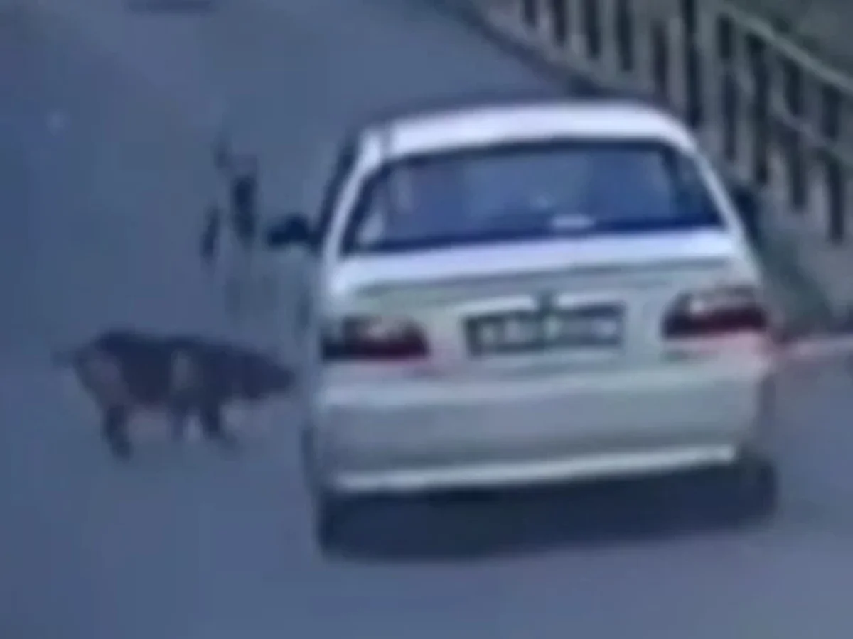 Aracına havlayan köpeği ezip kaçtı!