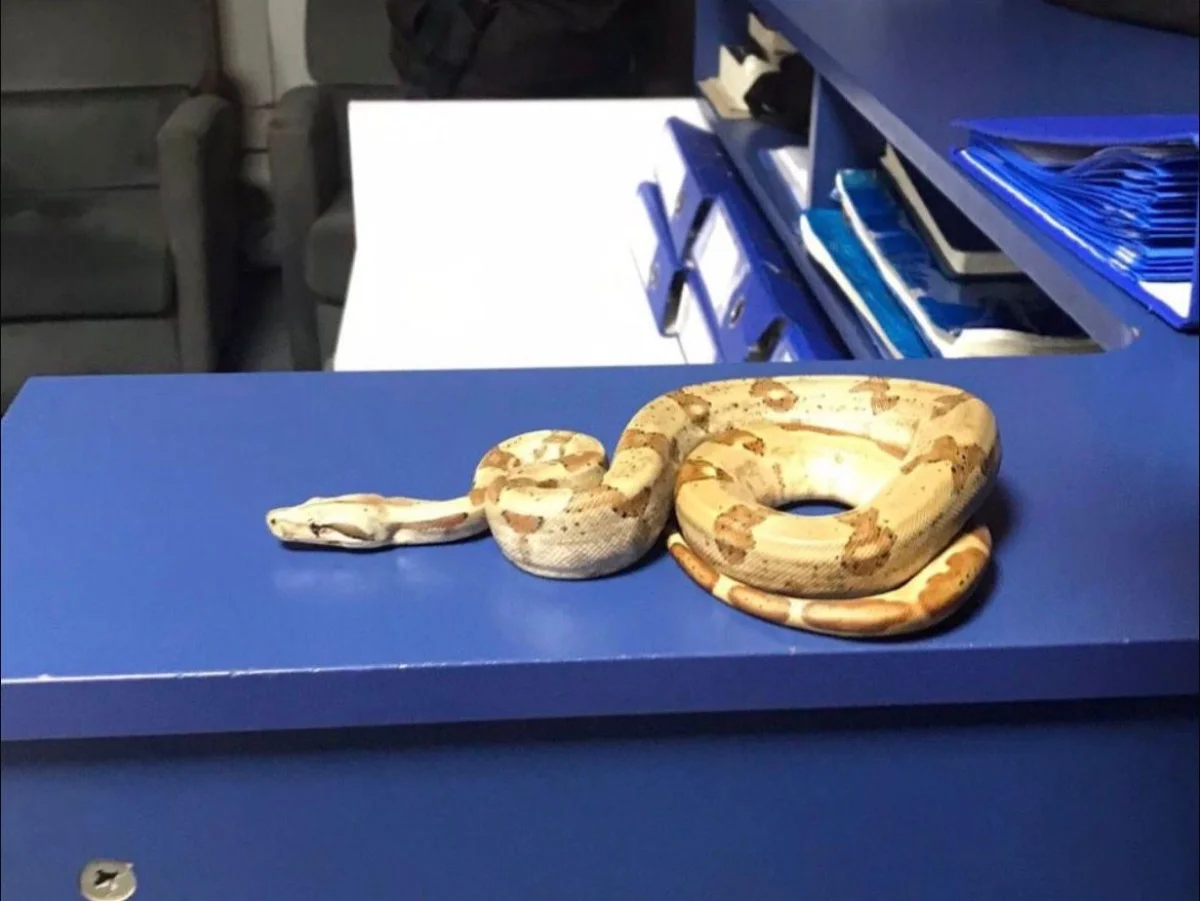 İzmir'de kafede yılanla gezdi, 12 bin lira ceza yedi