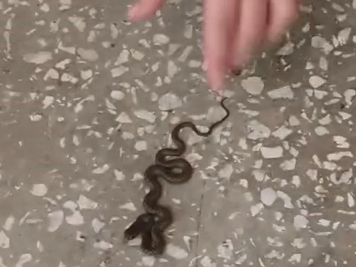 Okul koridorunda yılan paniği