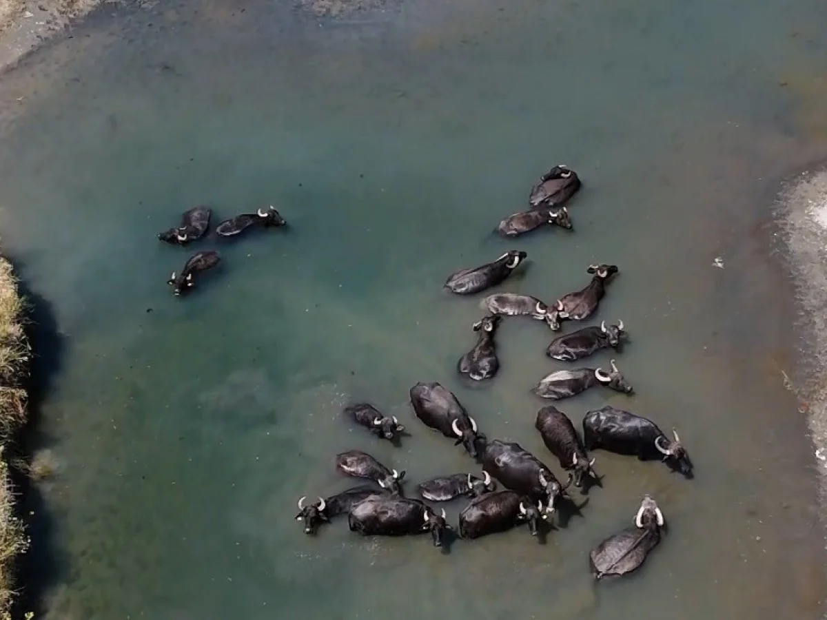 Sıcaktan bunaldılar kendilerini dereye attılar! Saatlerce sudan çıkmadılar