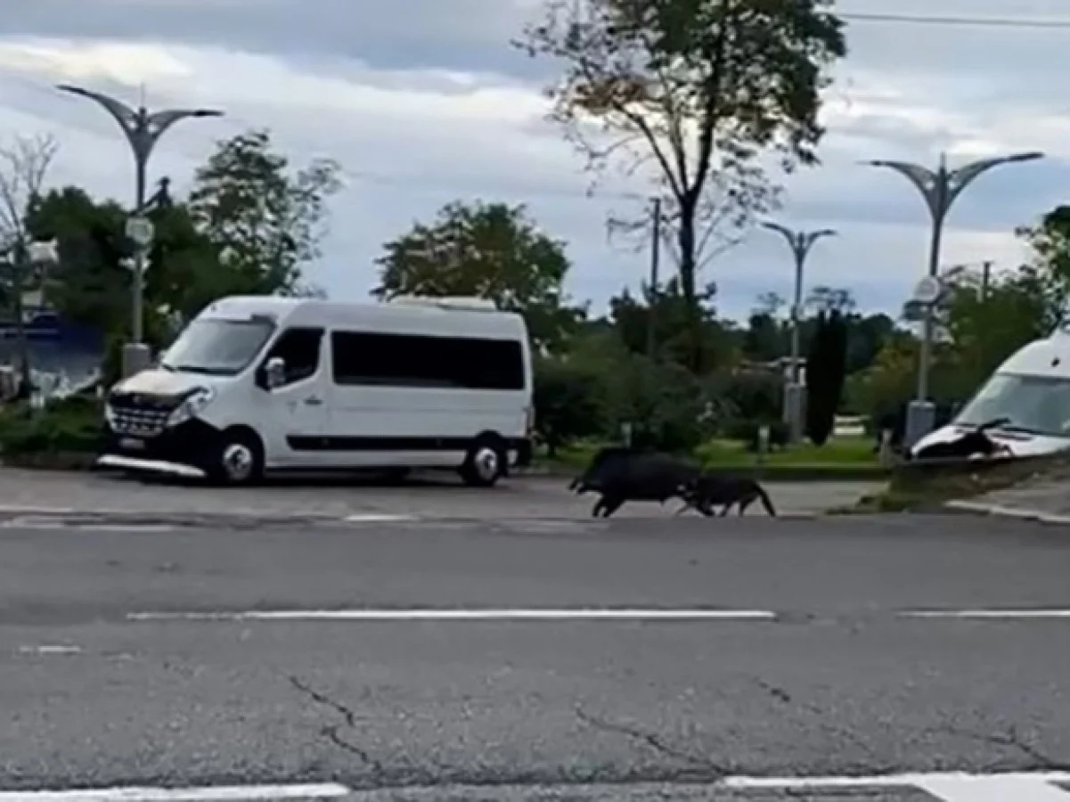 Ordu'da domuz sahil yoluna indi