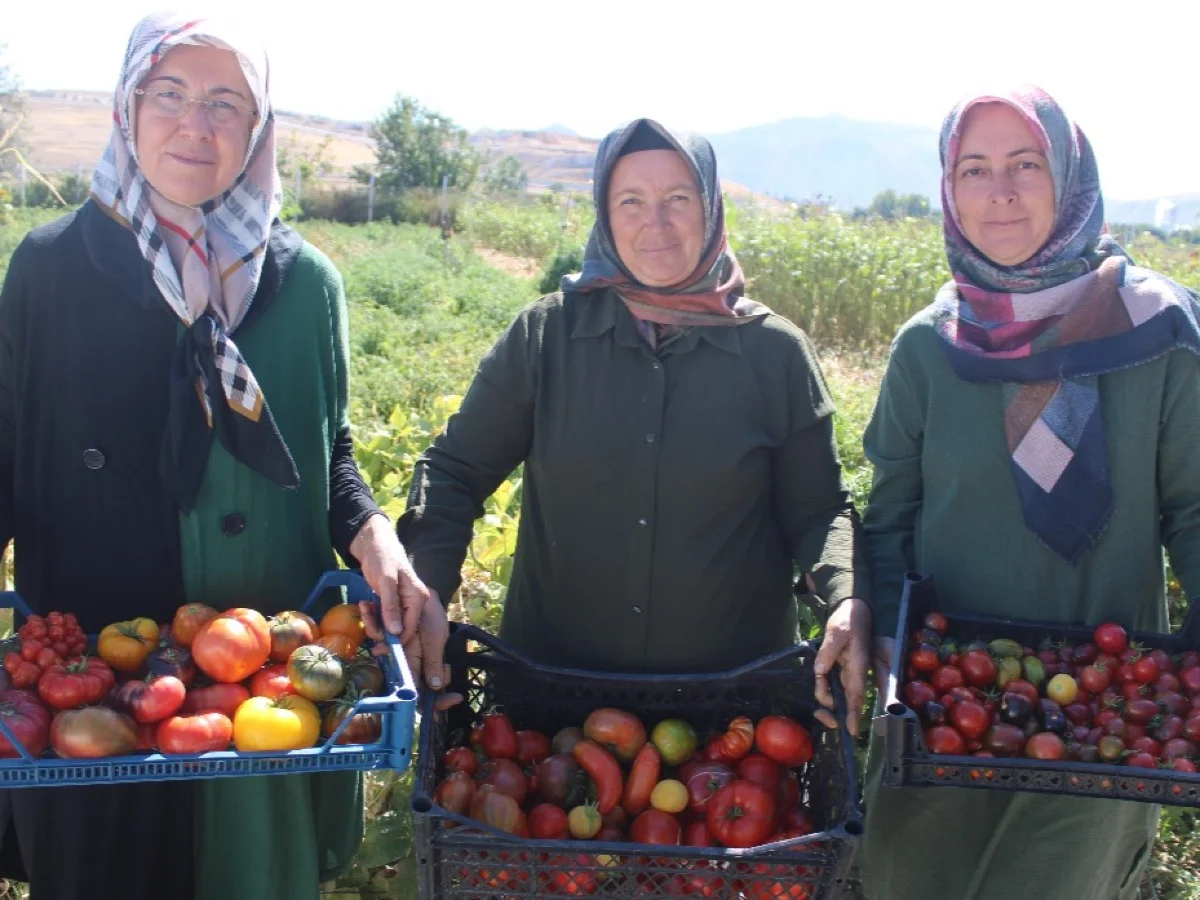 Bu bahçede 55 çeşit domates, 22 çeşit biber üretiliyor