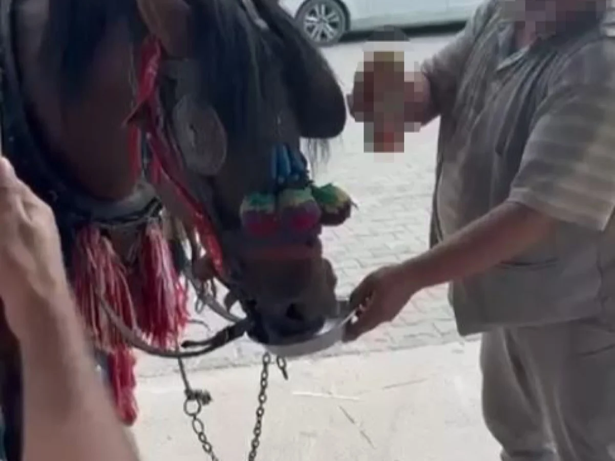 Fayton çeken ata alkol içirdiler!