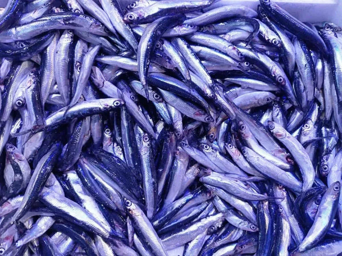  Hamside fiyat yarıya düştü, tezgahlarda yoğunluk oluştu