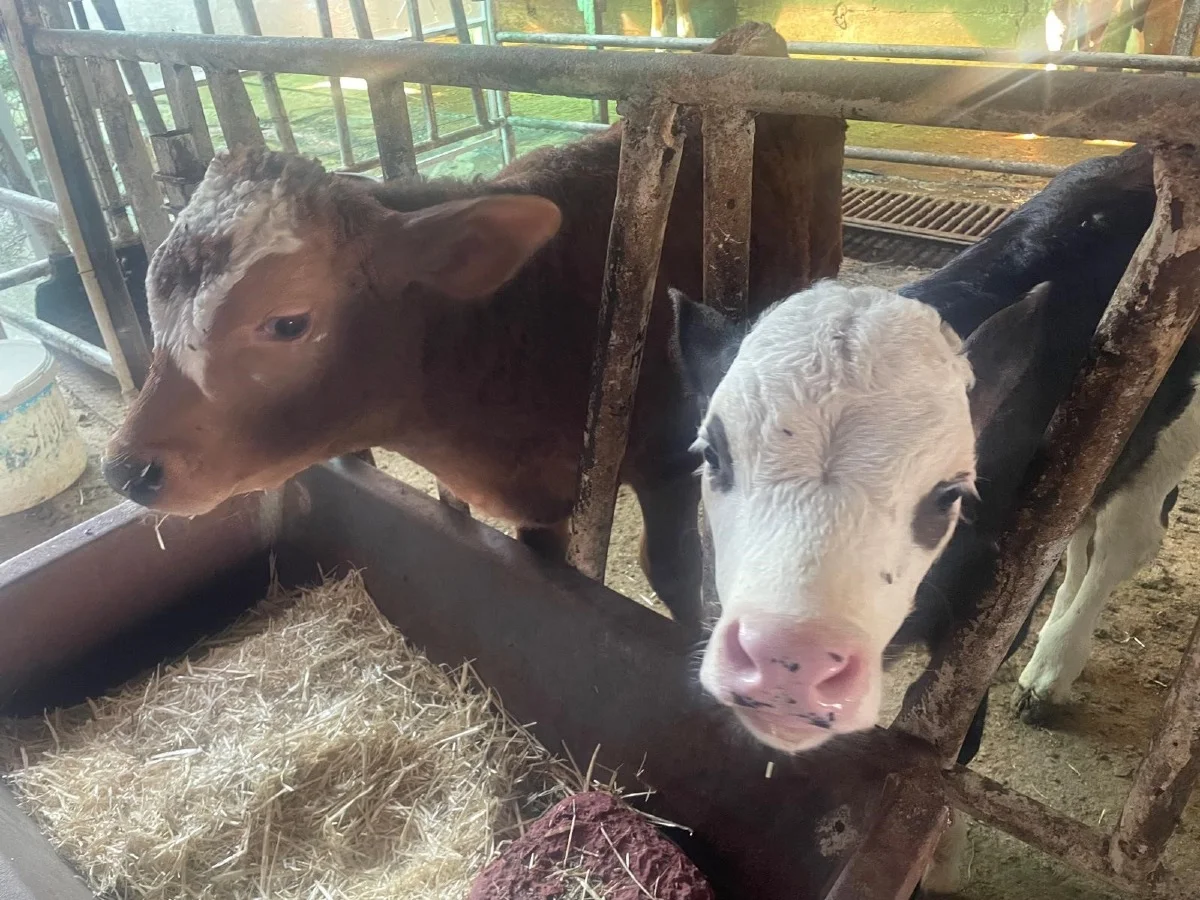 ABD Tarım Bakanlığı: "Türkiye'de yıllık 400-500 bin buzağı ölümü oluyor"