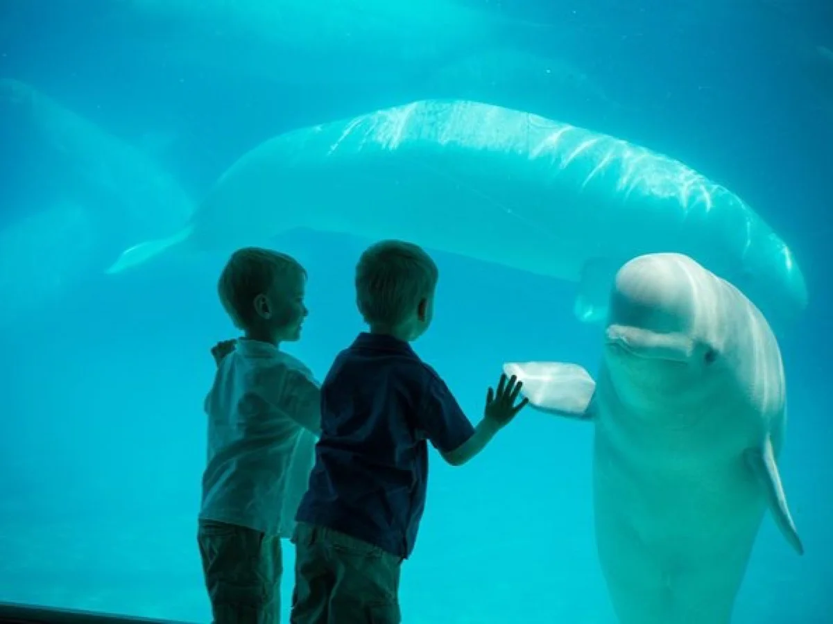 BELUGA BALİNALARINA ÖTENAZİ TEHDİDİ