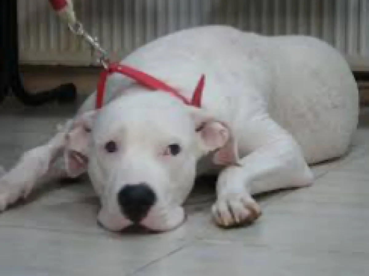 O ülkede tarihi karar! İnsan ve hayvan mezarları birleşiyor  