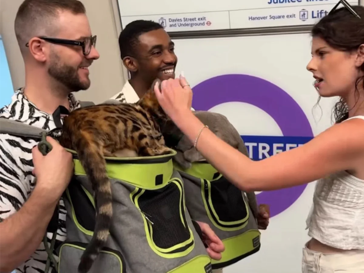 Hayvan koruma derneği, kedilerin Londra metrosunda taşınmasını teşvik eden TfL videosunun kaldırılmasını talep etti  