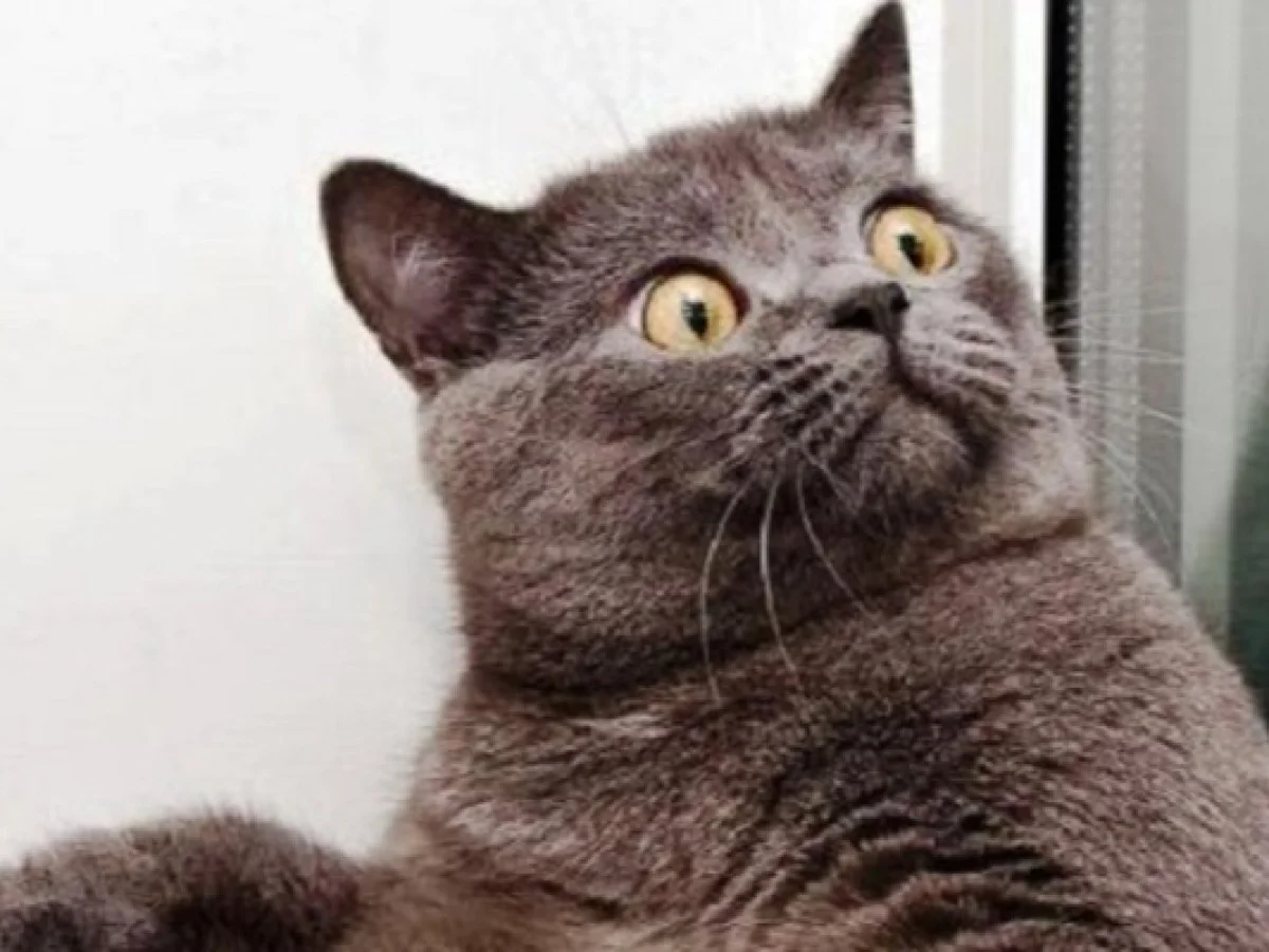 Kedi acil serviste öyle bir şey yaptı ki! Görenler şaşırıp kaldı