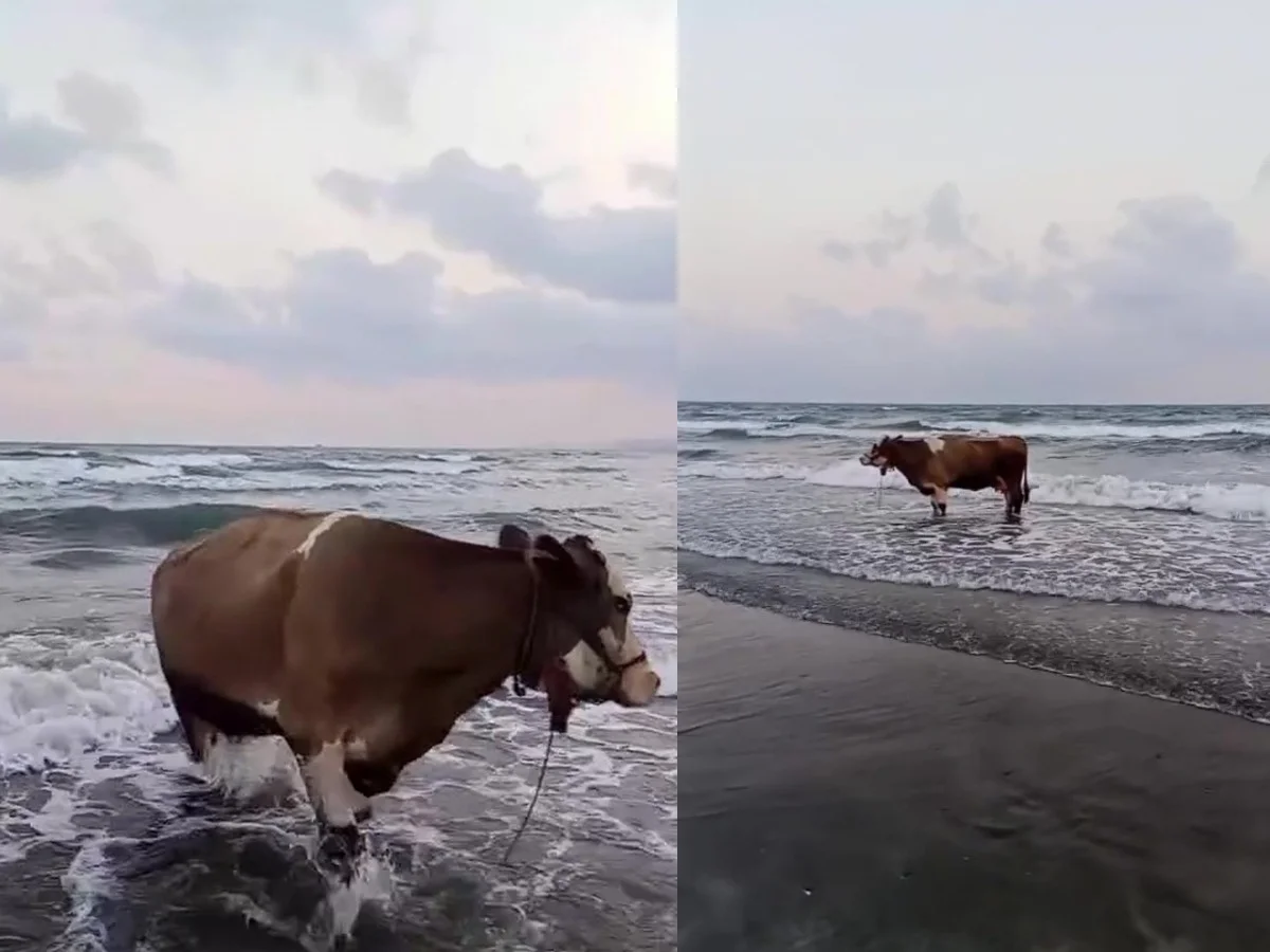 Kavurucu sıcaktan bunalan inek soluğu denizde aldı